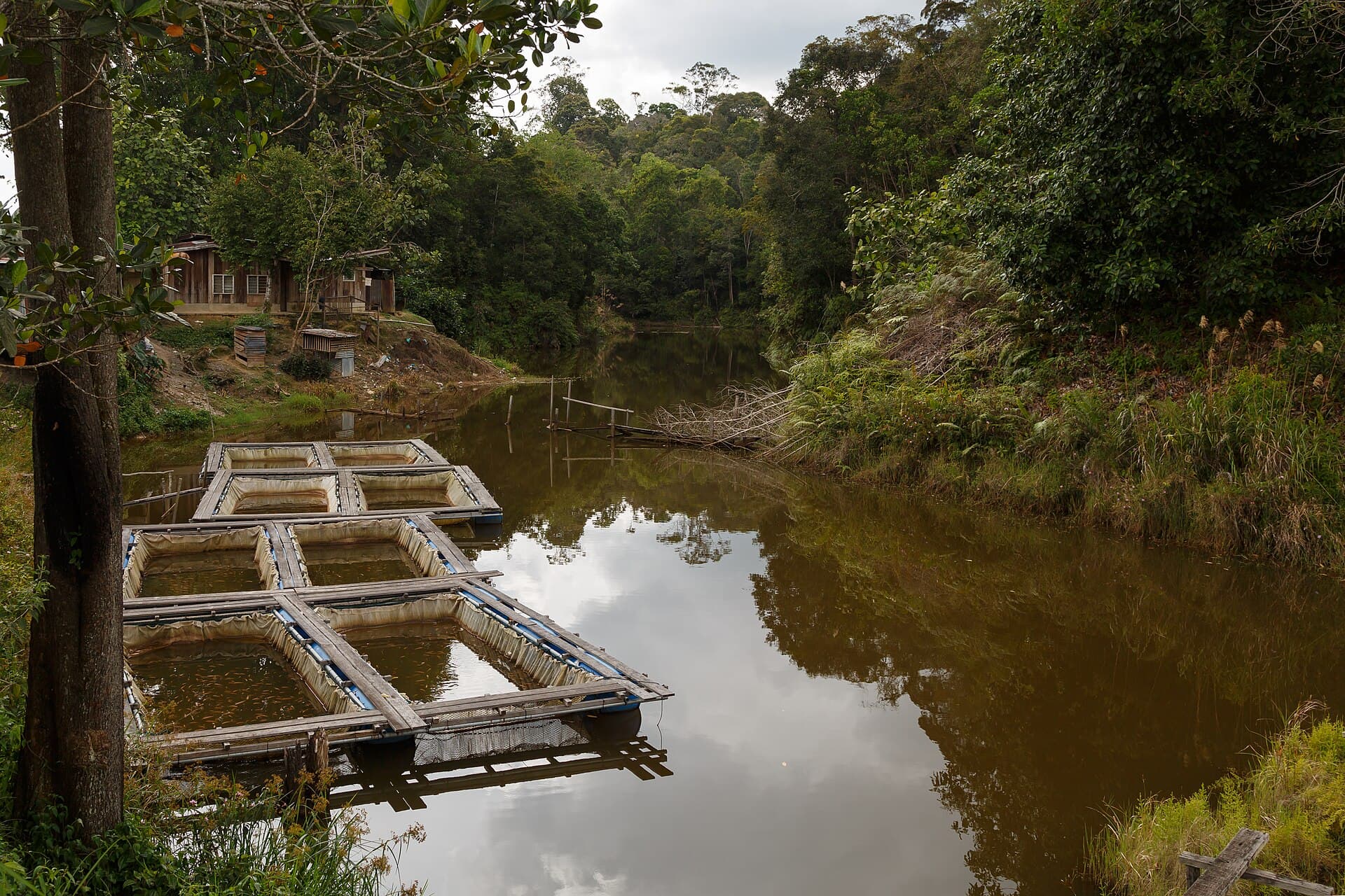 Tanques-rede de piscicultura